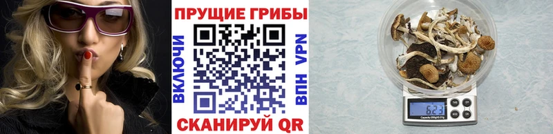 Псилоцибиновые грибы Psilocybine cubensis  Купить  Дно 